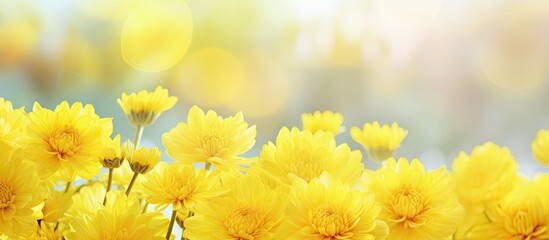 A summer themed blurred background featuring vibrant yellow chrysanthemums with ample copy space for adding text or images - Powered by Adobe
