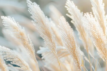 Pampas grass natural texture background