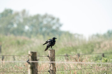 barn swallow bird foraging for their nest