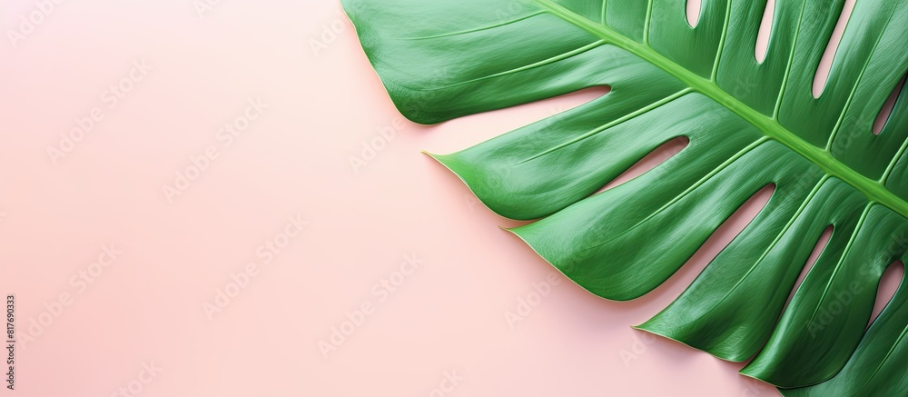 Aufkleber a copy space image of a vibrant green tropical leaf rests on a pastel pink vintage style abstract ba