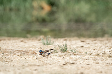 barn swallow bird foraging for their nest
