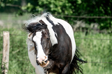 gypsy vänner irish cob horse shaking her head against the flies pony spotted