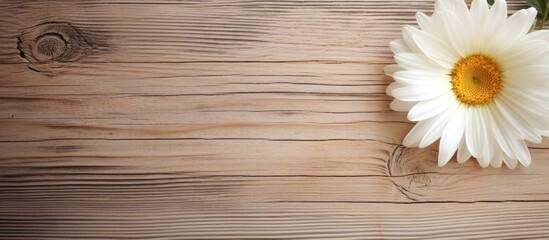 Obraz premium Wooden background with a cream cosmetic daisy flower Copy space image