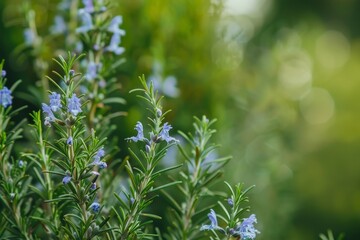 Fototapeta premium Blooming rosemary plants in Massandra park Close up of fresh Herb leaves