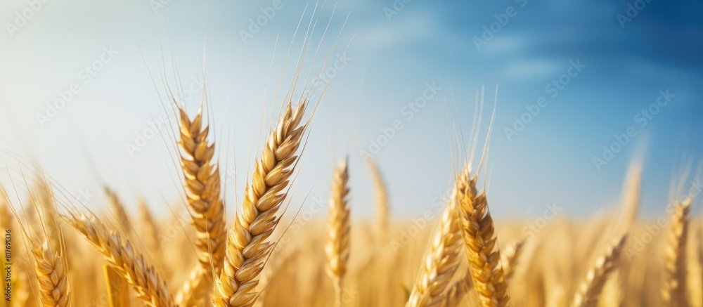 Poster a single golden wheat ear stands alone after the harvest with no other elements in the photo except 