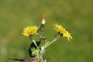 Close up yellow flowers of common sowthistle, milky tassel (Sonchus oleraceus). Family Asteraceae...