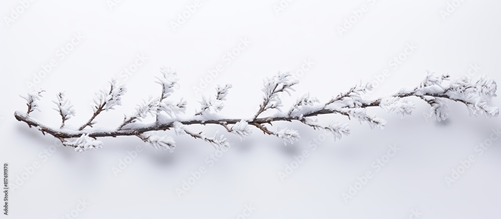 Aufkleber a branch from a christmas tree with a white background providing ample space for adding images or te