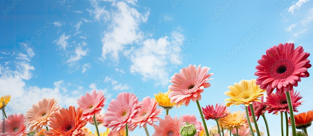 Aufkleber A sunny day with a blue sky hosts a vibrant array of gerbera flowers creating a visually enchanting image with abundant copy space