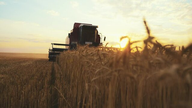 Combine mower cuts collects ripe wheat at sunset. Silhouette of working machine cuts collects field wheat. Agricultural harvesting works on field mows crop. Harvesting, farming, agribusiness concept.