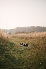 dog