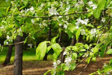 Blossoms on the trees in spring 