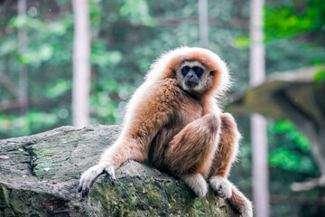 monkey in the nature with dramatic tone