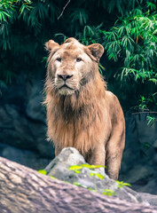 the lion in the nature with dramatic tone