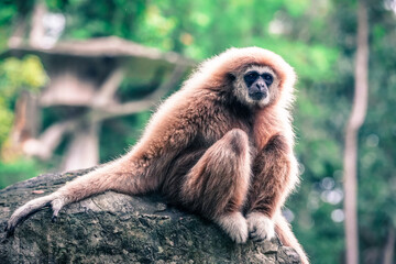 monkey in the nature with dramatic tone