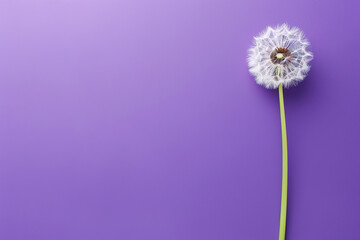 dandelion on purple empty background, with empty copy space