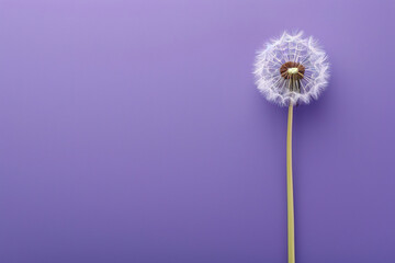 dandelion on purple empty background, with empty copy space