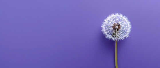 dandelion on purple empty background, with empty copy space