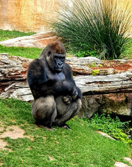 A big gorilla sitting on the grass near the stone, February 19, 2022