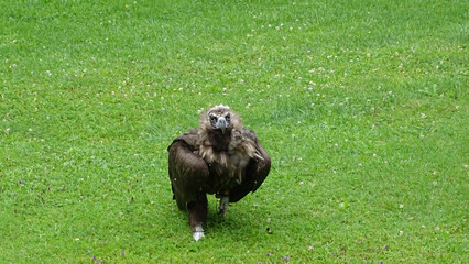 A big hungry eagle running on the green yard in Hohenwerfen Castle eagle show, June 30, 2016.