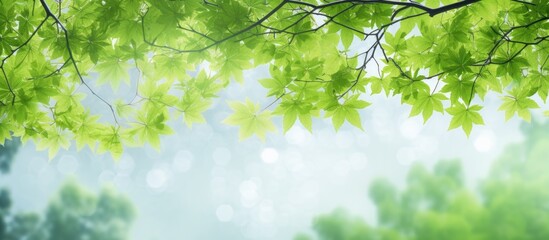 Obraz premium A summer backdrop featuring maple tree branches adorned with vibrant green leaves and offering ample copy space
