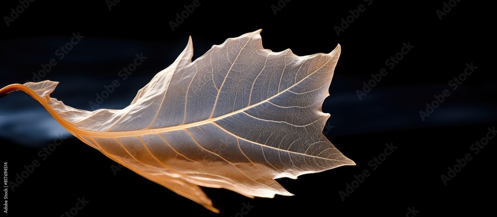 Aufkleber a dried leaf against a black background providing ample copy space for text or images