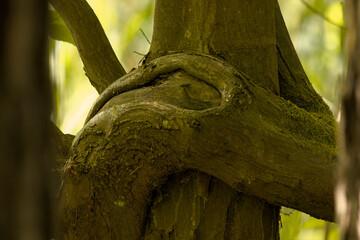 Olsztyński las miejski © Andrzej