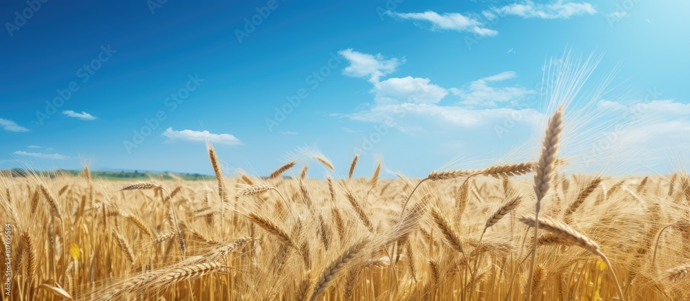 Poster A scenic summer day with a ripe wheat field as the natural background adorned with chamomile weeds. Creative banner. Copyspace image