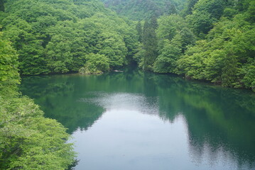ダム湖と新緑