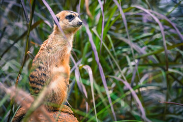the meerkat in the nature with dramatic tone