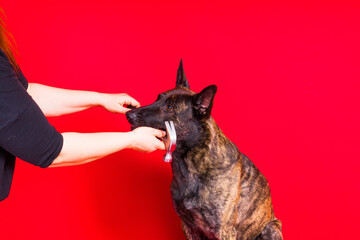 Dog with hammer isolated on red and yellow background