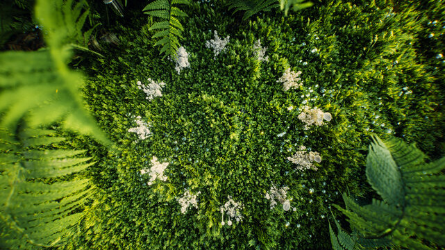 Symbolic EU flag represented by white mushrooms amidst lush green moss, highlighting the EU's focus on sustainability and nature conservation. 3d rendering.