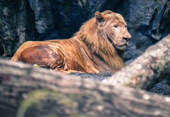 Obraz premium the lion in the nature with dramatic tone