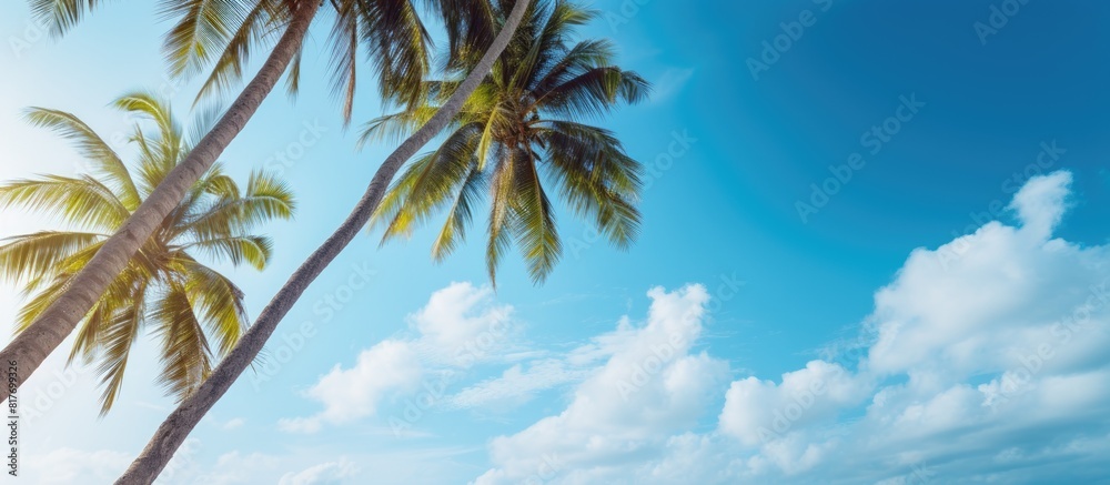 Poster coconut trees reaching towards the vibrant blue sky creating a picturesque copy space image