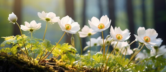 In the forest vibrant spring cutleaf anemone flowers bloom creating a captivating copy space image