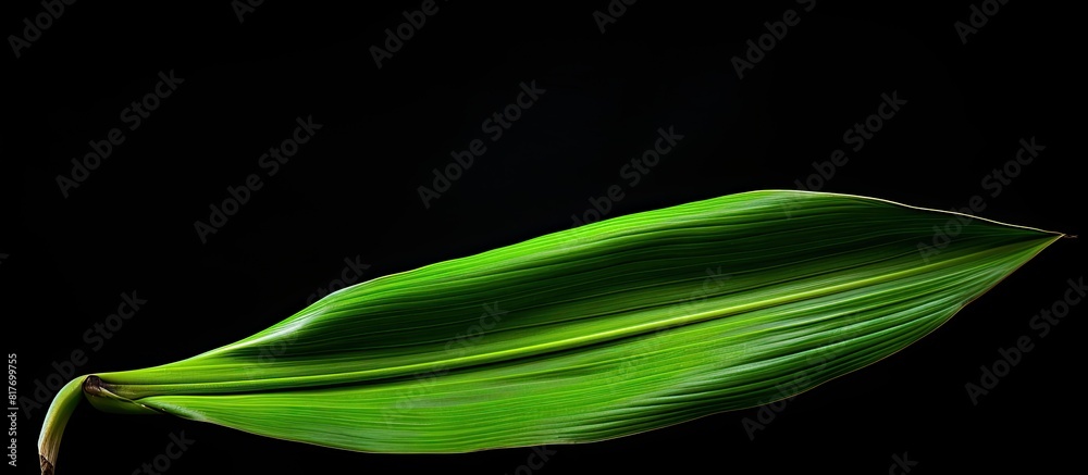 Poster A white background showcases an isolated banana leaf creating a copy space image