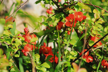 red flowers in the garden