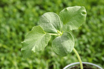 Melon seedlings. Green sprouts in a plastic cup. Close-up. Selective focus. Copyspace
