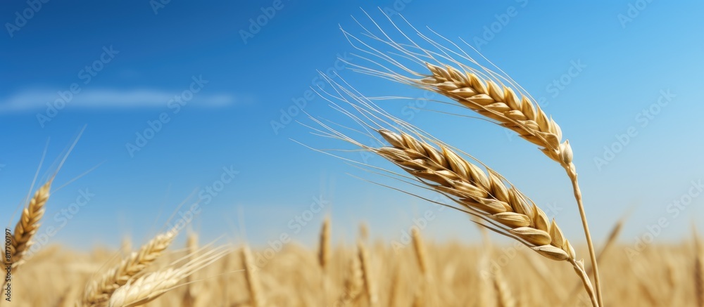 Aufkleber a single golden wheat ear stands alone after the harvest with no other elements in the photo except 
