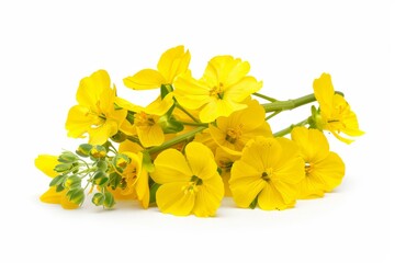 Canola isolated on white background