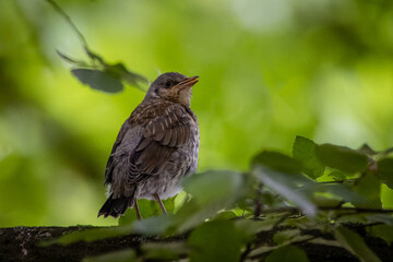 A young fieldfare sits on the branch between green leaves and looks toward the camera lens. A fieldfare chick sits on a branch with a green background on a spring day.