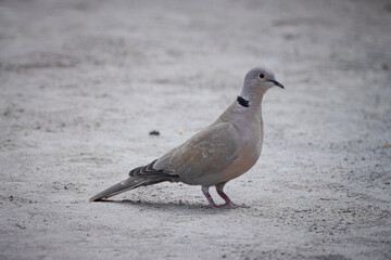 Eurasian collared dove stands on the ground perpendicular to the camera lens on a cloudy spring day. Close-up portrait of a Eurasian collared dove with a grey background.