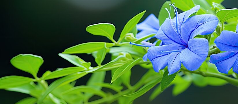 Plumbago auriculata flower with green leaves as a backdrop providing a copy space image