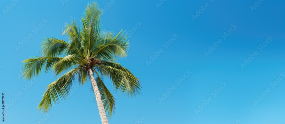 Poster A palm tree stands gracefully against a backdrop of a vibrant blue sky leaving ample space for adding an image