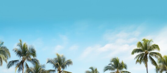 Copy space image with a scenic background of palm trees against a beautiful blue sky