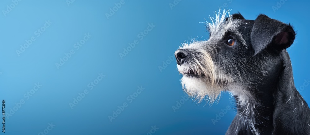 Poster a dog portrait on a plain blue backdrop providing ample copy space for other elements in the image