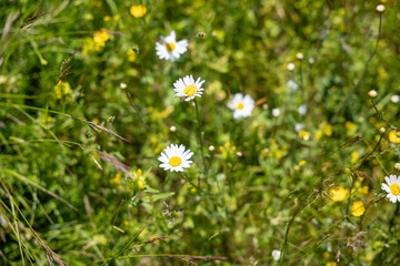 daisies in the meadow