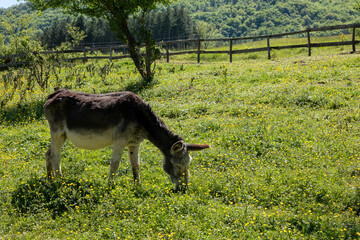 Naklejka premium deer in the meadow