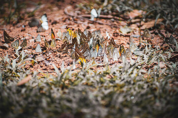 the butterfly on the ground with dramatic tone
