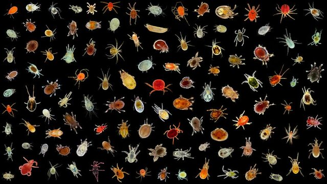 Collection of mites (acari) under a microscope. Variety of different species from Parasitiformes, Acariformes, Oribatida, Trombidiformes, Prostigmata and others