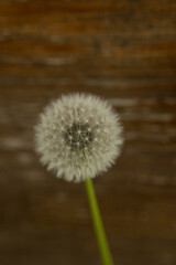 löwenzahn blume natur pollen holz